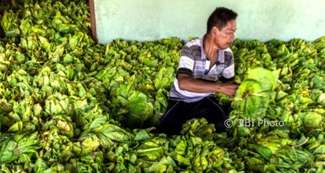 Foto Tembakau Grobogan Naik Harga?