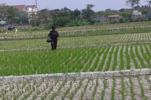 PERTANIAN SLEMAN : 15 Hektare Lahan di 3 Kecamatan Kekurangan Air