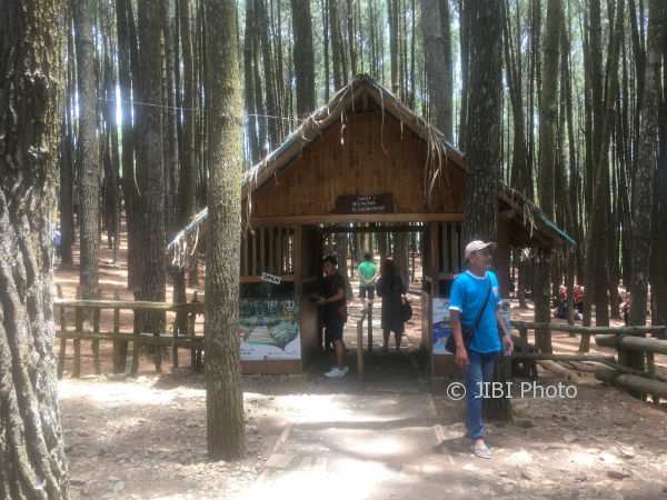 Puluhan Kendaraan Menuju ke Hutan Pinus Mangunan Diminta Putar Balik