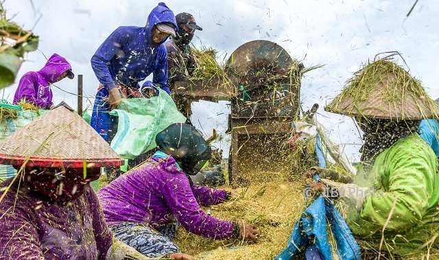 PERTANIAN JATENG : Petani Berlahan 0,5 Ha ke Bawah Dominan, Pemprov Akui Petani Jateng Miskin