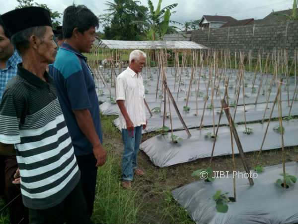Budidaya Timun Baby di DIY Menggiurkan