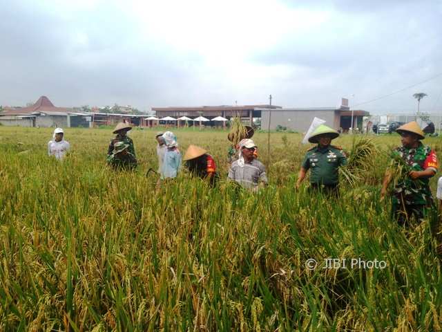 Duh, Lahan Pertanian di Solo Tinggal 82 Hektare