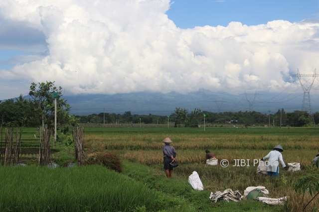PERTANIAN KLATEN : Bagi Para Petani Desa Ini, Burung Hantu Adalah Pahlawan
