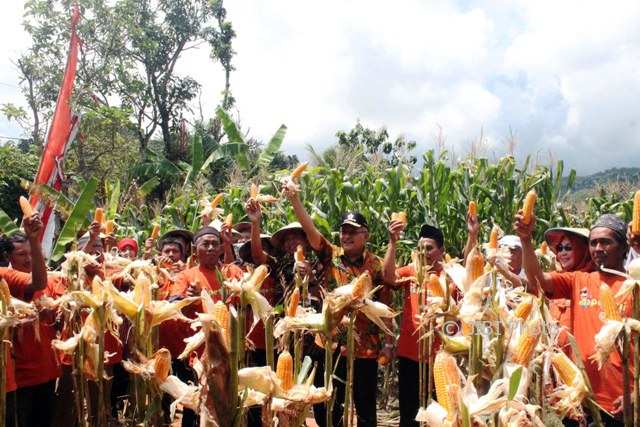 PERTANIAN SRAGEN: Asyik, Pakai Aplikasi Eragano, Petani Sragen Bisa Jual Barang Sebelum Tanam