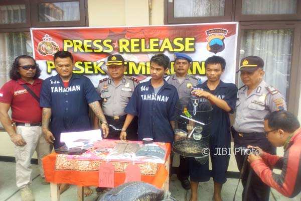 PENCURIAN SEMARANG : Polsek Tembalang Ringkus Kawanan Pencuri Burung Lovebird