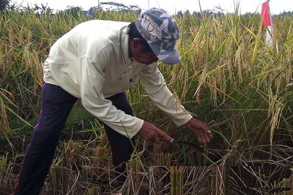 Sawah Gagal Panen di Jateng Bertambah, Jadi 17.902 Hektare