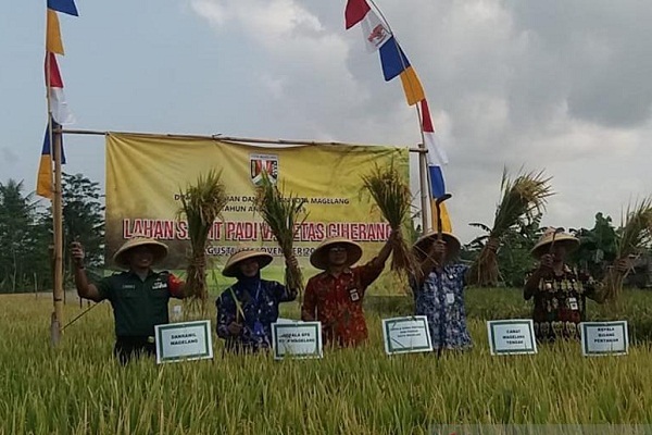 Petani Kota Magelang Catat Rekor Tertinggi Panen Padi