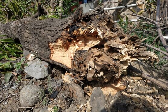 Pohon mangga yang menimpa pengendara sepeda motor hingga meninggal dunia di Mojosongo, Jebres, Kota Solo, Minggu (3/11/2019). (Solopos/Ichsan Kholif Rahman)