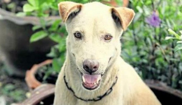 Waduh! Banyak Anjing di Soloraya Ditelantarkan dan Dibuang, ke Mana Ya?