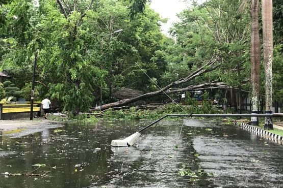 Pohon tumbang di Karanganyar akibat diterjang hujan badai, Rabu (4/12/2019). (Solops/Candra Mantovani)