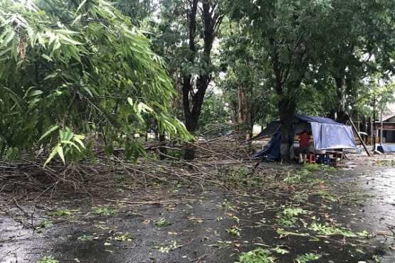 Pohon tumbang di Karanganyar akibat diterjang hujan badai, Rabu (4/12/2019). (Solops/Candra Mantovani)