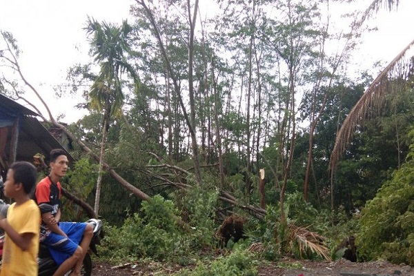 Batang Catat Belasan Pohon Tumbang, Sebagian Timpa Rumah