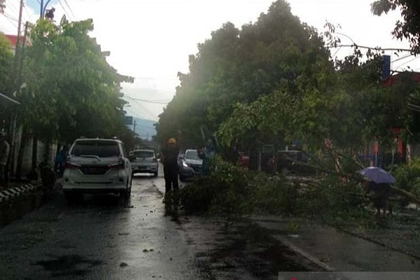 Musim Pohon Tumbang Landa Purwokerto