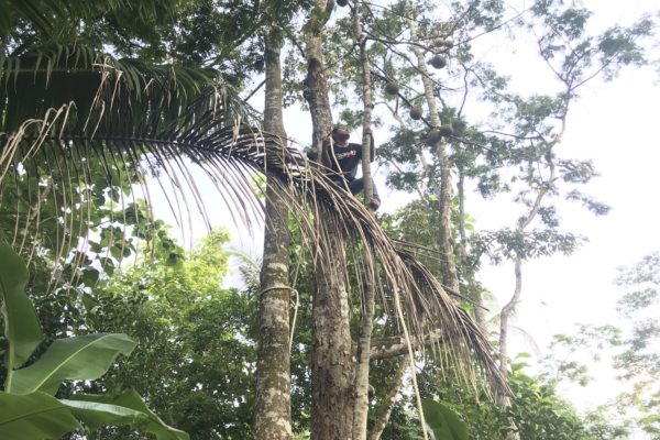 Yudihartanto, warga Gerdu, RT 001/RW 001, Genengan, Jumantono, Karanganyar, menali durian di salah satu kebun Genengan, Jumantono, Karanganyar, Senin (13/1/2020). (Solopos/Candra Mantovani)