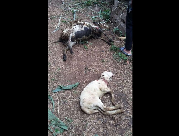 Kondisi kambing yang mati mengenaskan di Ngambarsari, Karangtengah, Wonogiri, akhir pekan lalu. (Istimewa/Polsek Karangtengah)