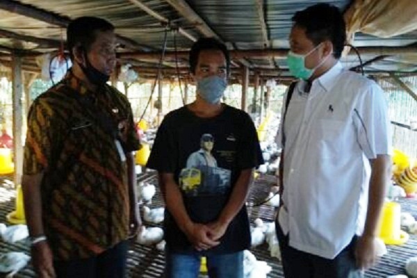 Charoen Pokphand Borong 1 Juta Ayam Peternak, Harga Anjlok Penyebabnya...