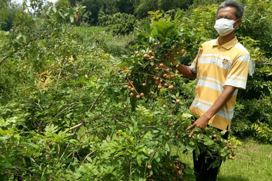 Wisata Petik Kelengkeng di Sragen