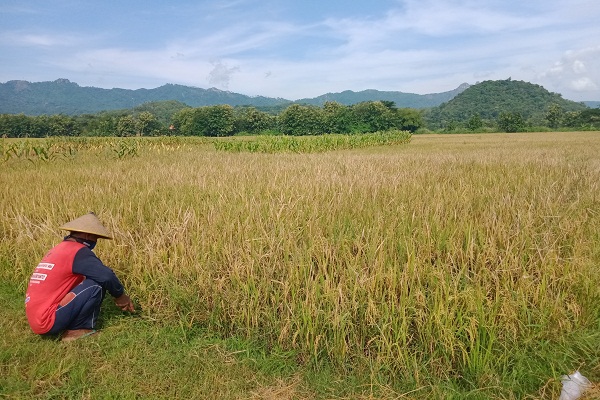 Sektor Pertanian Tetap Moncer Saat Pertumbuhan Ekonomi Minus 5 23 Persen Ini Alasannya Solopos Com