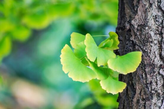 Ginkgo biloba (Freepik)