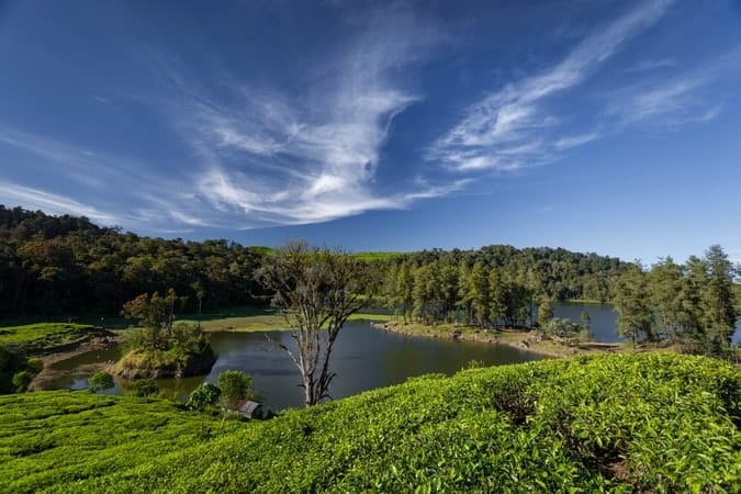 Perkebunan Teh Rancabali shutter