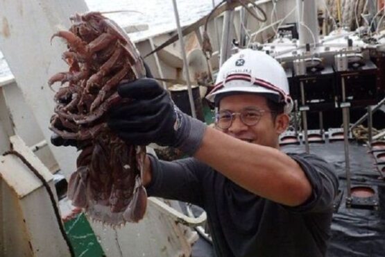 Kecoak raksasa Bathynomus diperlihatkan. (Istimewa)