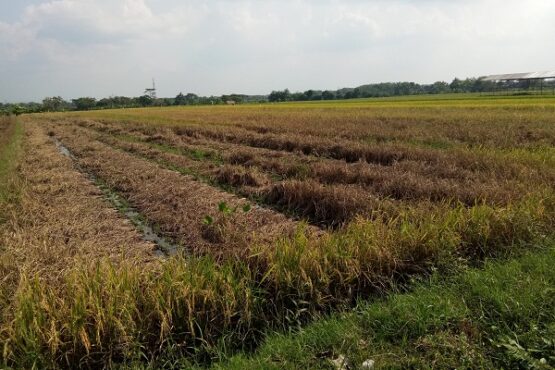 wereng sawah klaten