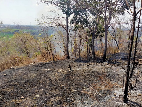 lahan kebun jati terbakar sukoharjo