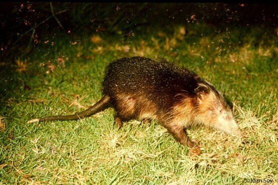 Solenodon cubanus. (Weforum.org-Juan Soy)