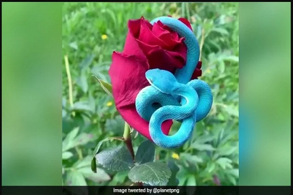 Ular Berwarna Biru Pirus Asli Indonesia Viral di Medsos