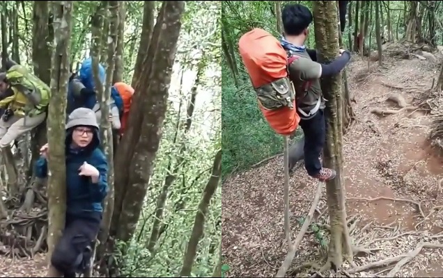 Pendaki Panjat Pohon Gara-Gara Dikejar Babi Hutan, Netizen Ngakak Online