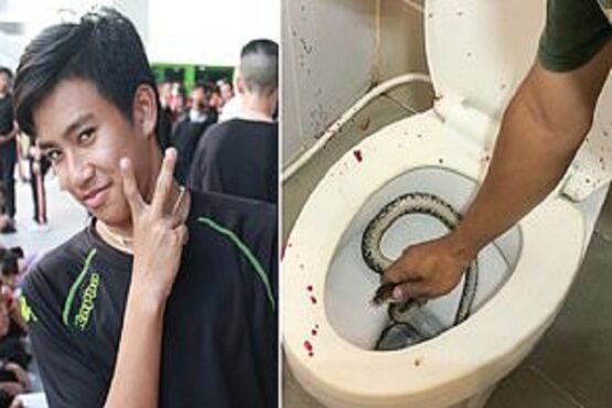 ular sanca di toilet
