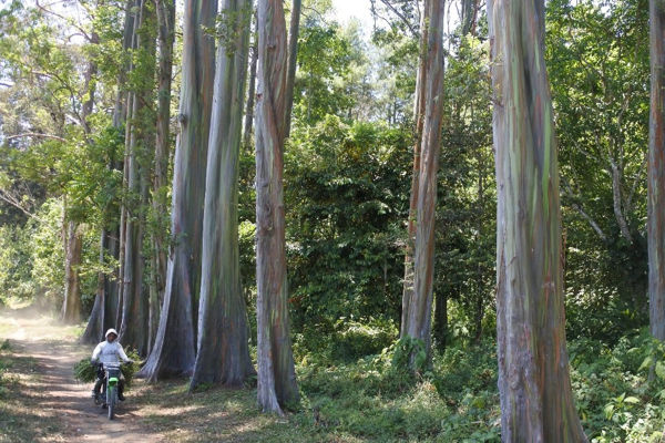 Pohon Pelangi di Bondowoso