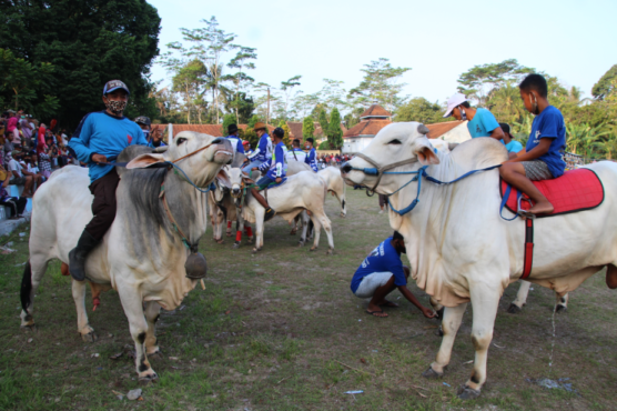 Menunggang Bareng Sapi Jawa, Hilangkan Kejenuhan Hingga Populerkan Sapi