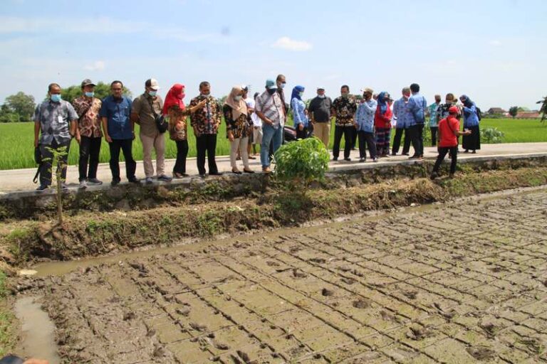 Berpotensi Jadi Unggulan Baru Klaten Padi Rajalele Srinuk Mulai Diuji Coba Di 162 Hektare Sawah