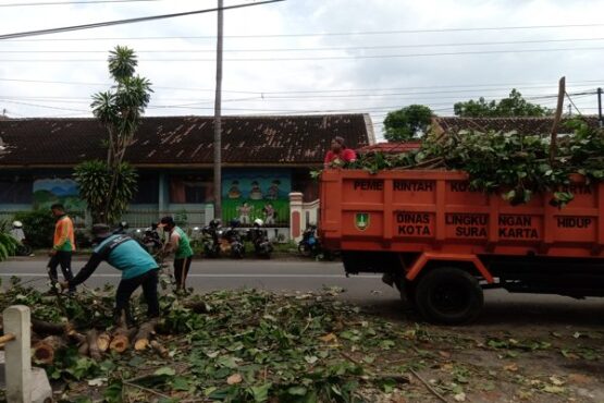 Petugas DLH Kota Solo mengangkut pohon waru yang ambruk di Jl. K.H Samanhudi, Kecamatan Laweyan, Solo, Minggu (22/11/2020). (Wahyu Prakoso/Solopos)