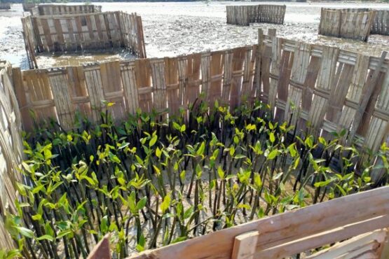 Tanaman mangrove siap tanam pada Program Padat Karya Penanaman Mangrove yang dilakukan Balai Pengelolaan Daerah Aliran Sungai dan Hutan Lindung (BPDASHL) Solo. (istimewa)