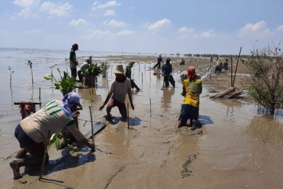 Pelaksanaan program Penanaman Mangrove Intensif yang dilakukan oleh BPDASHL Solo (khusus)
