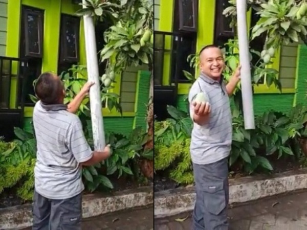 Panen Mangga Pakai Paralon, Bapak-Bapak Ini Viral di Tiktok