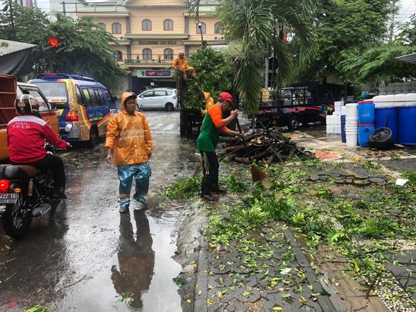pohon tumbang solo