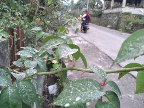 Abu Merapi menyelimuti tanaman di wilayah Musuk, Kabupaten Boyolali hujan abu