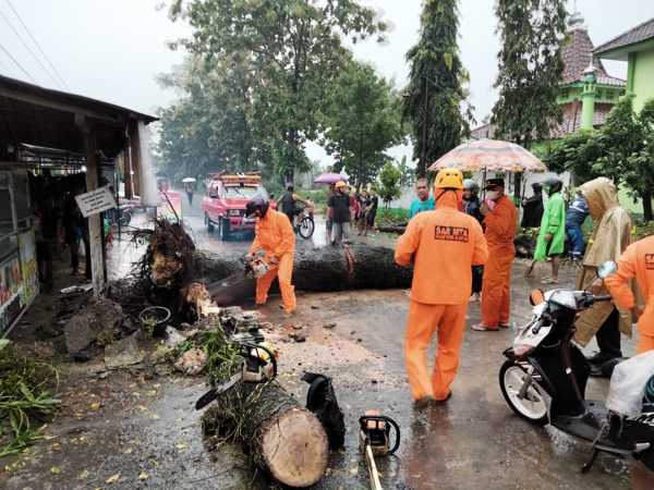 Pohon Tumbang Akibat Hujan Angin Timpa Pagar MTsN Plupuh Sragen