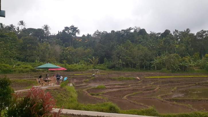 rumah coklat bodag