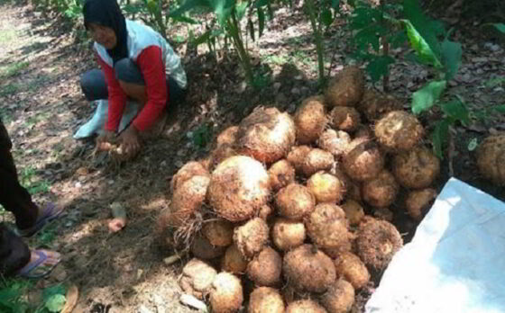 budidaya porang wonogiri petani di