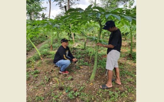 Lahan porang milik warga Desa Ngambarsari, Kecamatan Karangtengah, Wonogiri, Supriyanto