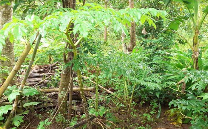 Tumbuhan suweg di pekarangan milik Mino, warga Dusun Karanggatak, Desa Batuwarno, Batuwarno, Wonogiri, Senin (22/2/2021). (Solopos-M. Aris Munandar)