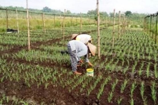 Petani wonogiri, usahatani wonogiri,