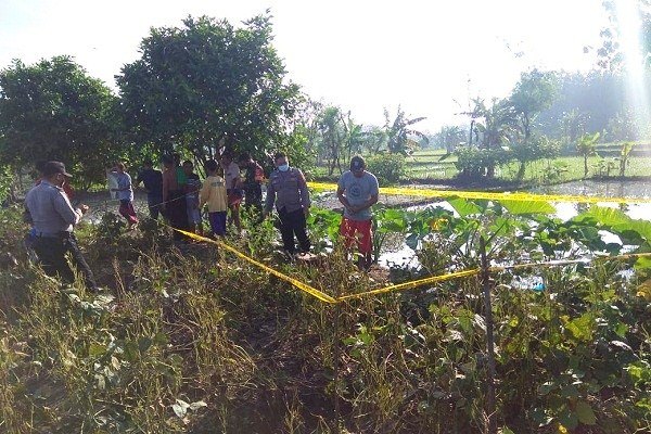 Jebakan Tikus Listrik Makan Korban, Petani di Godong Tewas Tersetrum