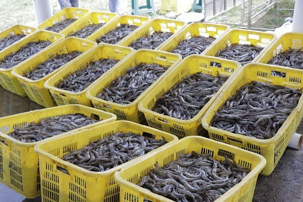 udang kualitas ekspor