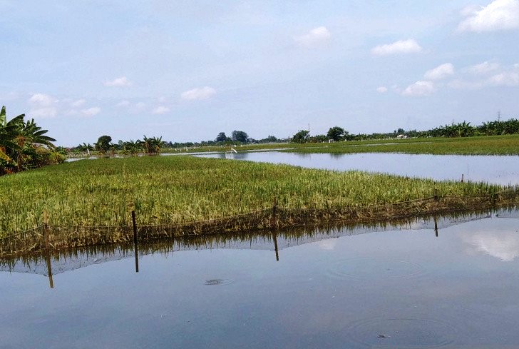 275.315 Hektare Sawah Terdampak Banjir di Kudus Masih Tunggu Klaim Asuransi