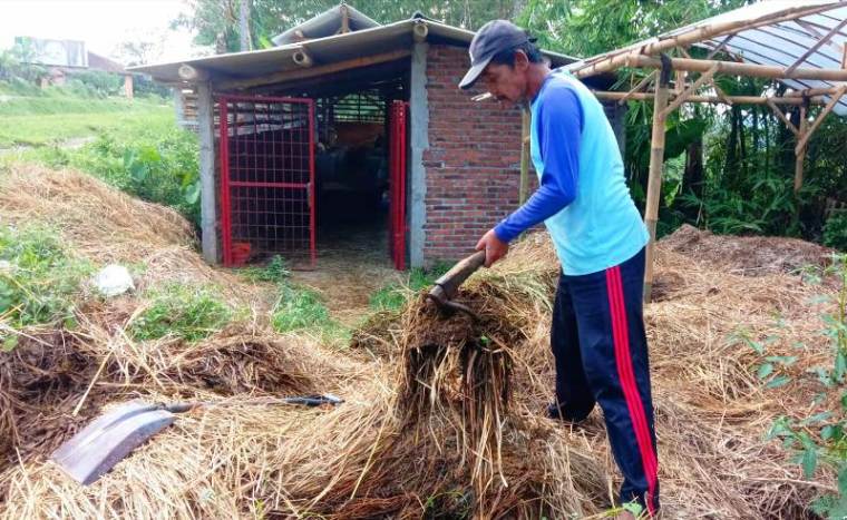 Modal 8 Sapi, Kelompok Tani Maju Makmur Magelang Kembangkan Pupuk Organik